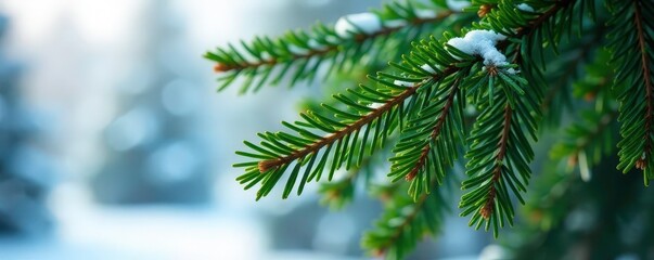 Fototapeta premium Spruce tree branches isolated in stark contrast, foliage, winter