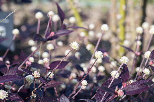 Beautiful Ruby Leaf (alternanthera brasiliana) flowers.
