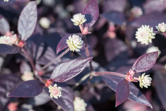 Beautiful Ruby Leaf (alternanthera brasiliana) flowers.