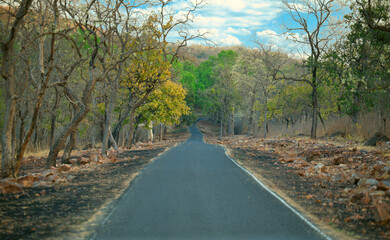 Obraz premium road in the forest