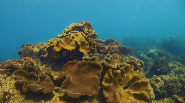 Colourful soft corals formations and a variety of fish thrive in the tropical underwater environment. Clear blue waters showcase a rich biodiversity of marine life