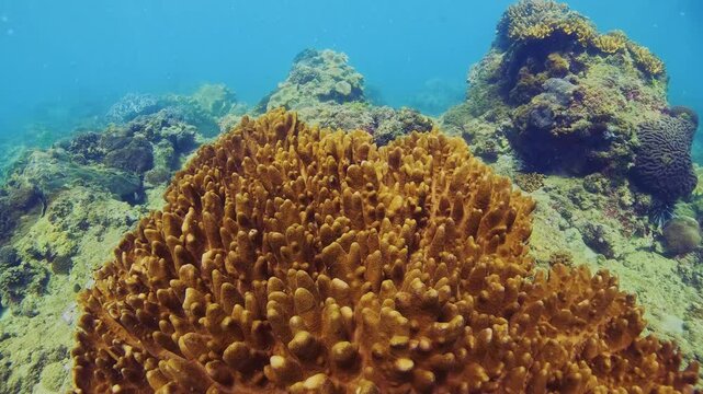 Colourful soft corals formations and a variety of fish thrive in the tropical underwater environment. Clear blue waters showcase a rich biodiversity of marine life