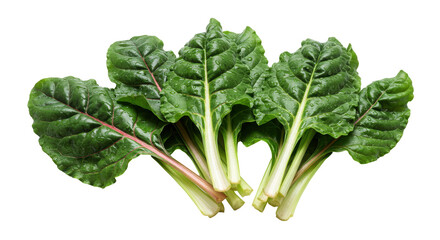 Isolated Bunch of Swiss Chard