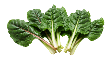 Isolated Bunch of Swiss Chard