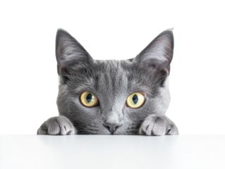 Curious gray cat peeking over a white surface indoors, cut out