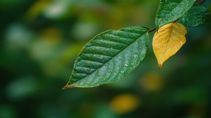 Close up image depicts leaves with natural green and yellow colors