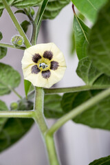 Beautiful Cape gooseberry (Physalis peruviana) flower.