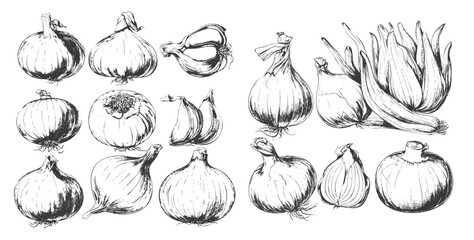 Vintage Garlic and Onion Sketch Collection. Hand Drawn Engraved Vector Illustration of Cloves, Shallots, Slices, and Spices for Cooking, Gastronomy, and Retro Food Design