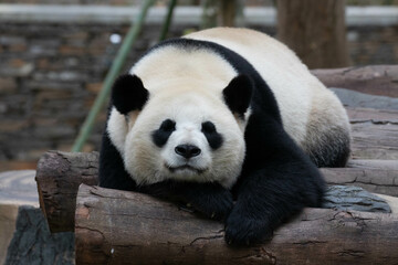 Obraz premium Funny Pose of Sleeping Panda, China