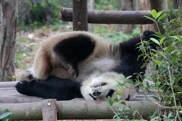 Fototapeta premium Funny Pose of Sleeping Panda, China