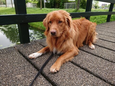 nova scotia duck tolling retriever on a bridge