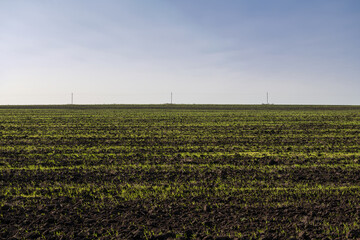 Agricultural field with young shoots of crops