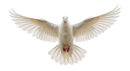 Isolated Dove in Flight
