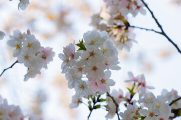 Close-up of white cherry blossoms in the sun