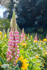Close-up of foxglove in the garden under sunlight © Jin