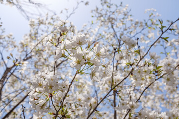 White cherry blossoms blooming under the blue sky