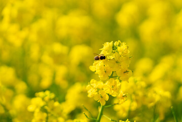 菜の花とミツバチ03