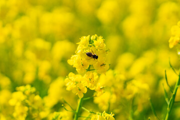 菜の花とミツバチ04
