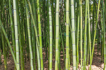 Obraz premium Green bamboo forest under the sunlight