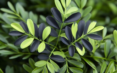 Fototapeta premium Vibrant Green and Black Leaves Botanical Closeup