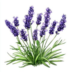 Obraz premium Detailed Illustration of Lavender Plant with Purple Blooms on White Background