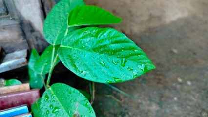 water drops on a leaf