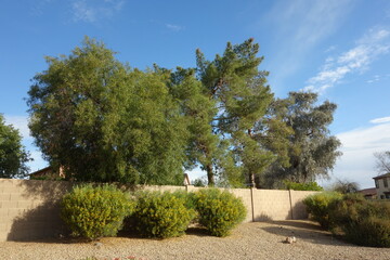 Senna Artemisioides also known as Feathery Cassia or Silver Senna with green seed pods and bright yellow flowers planted along city roadsides in early spring, Phoenix, AZ