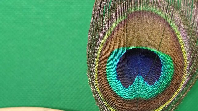 Peacock feather close up