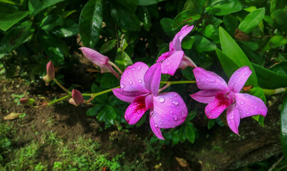 pink orchid flower with raindrop 