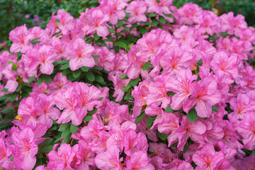 Blooming pink japan Azalea Ericaceae bush, Geisha Purple, rhododendron flower macro, background. Evergreen decorative plant outdoor or in orangery in botanical garden. Gardeining, plant breeding