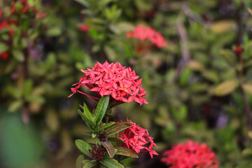 Beautiful Cluster of Red Ixora Flowers in Bloom