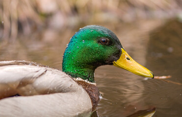 A mallard duck with a bright green head and yellow beak glides smoothly across the water. The feather details are captured in a tranquil setting, with a soft, blurred background of natural colors.