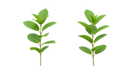 Isolated Green Plant Stems