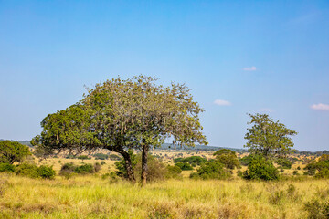 Leberwurstbaum