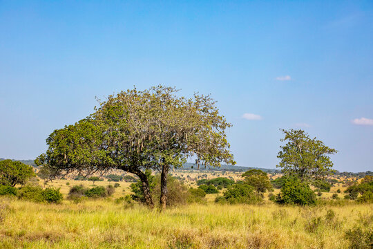 Leberwurstbaum