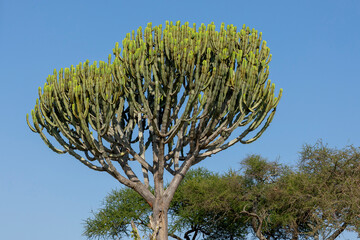 Kandelaberbaum