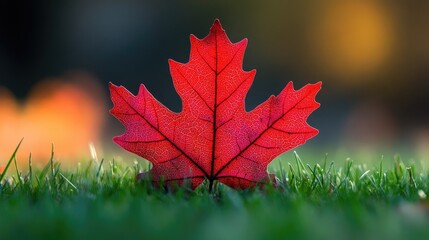 A vibrant red maple leaf rests upon verdant green grass