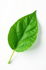 Fototapeta premium A single leaf isolated against a stark white backdrop, leaf, simple