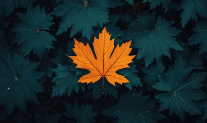 A single orange leaf resting among many dark green leaves