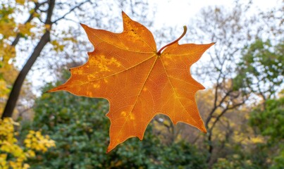 A close up view of a beautiful autumn colored leaf