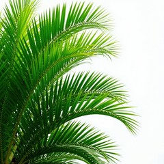 Obraz premium Dense cluster of tropical green palm leaves with intricate veins and serrated edges, eco, environmental