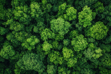 Fototapeta premium Lush green forest with dense canopy and sunlight filtering through.