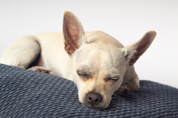 Perro peque&ntilde;o blanco raza chihuahua. Cachorro blanco 