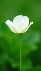Fototapeta premium Delicate white poppy, blurred green background, soft, texture, blossom