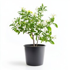 Small White Flowering Plant in Black Pot on White Background