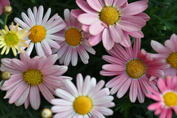 pink and white daisies