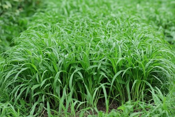 Obraz premium Nutsedge Weed in Green Field: A Nature's View of Agriculture in Summer and Spring