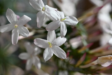 white flowers