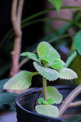 Young Stevia Plant with Soft Green Leaves in Pot
