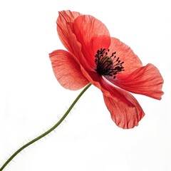 red poppy flower